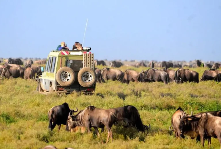 14 Days Uganda Kenya Tanzania Safari Experience