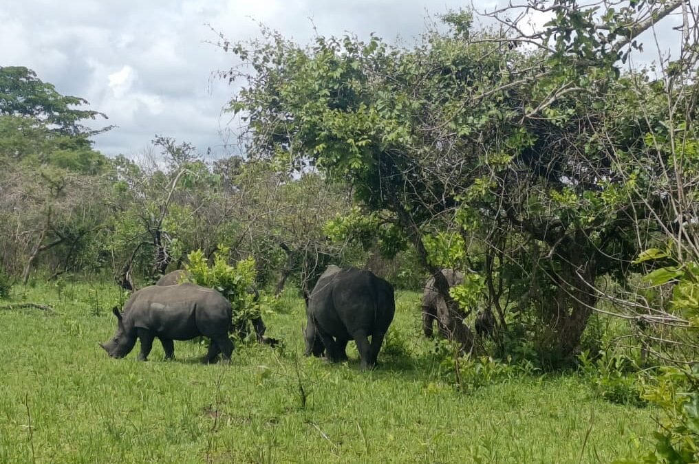 rhino-tracking-in-uganda