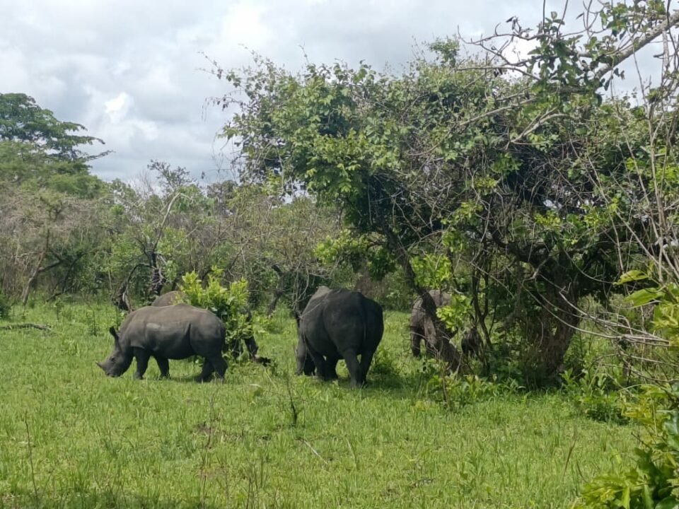 rhino-tracking-in-uganda