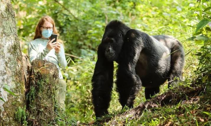 gorilla-trekking-in-uganda-bwindi